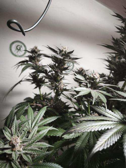 Gorilla, Punch Pie, Radical Juice. Week 18 - 12.02.2026
Plant #5
bloom day 54