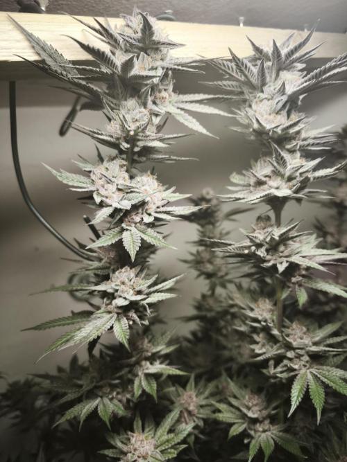 Gorilla, Punch Pie, Radical Juice. Week 18 - 12.02.2026
Plant #5
bloom day 54