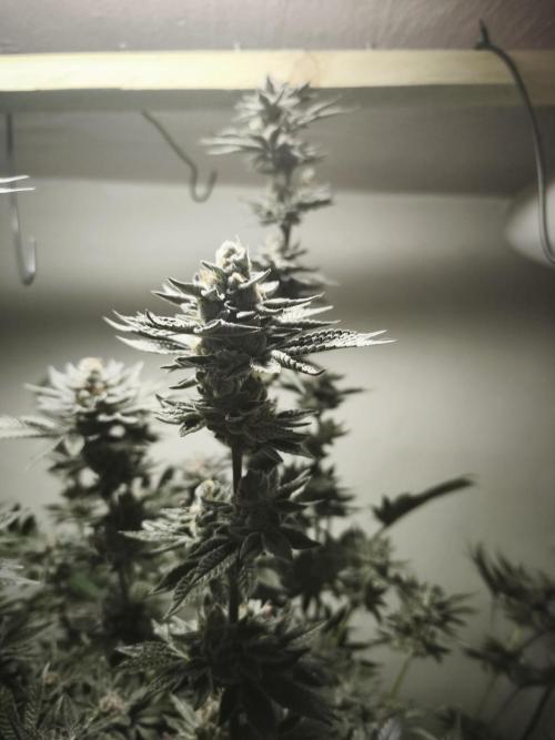 Gorilla, Punch Pie, Radical Juice. Week 18 - 12.02.2026
Plant #1
bloom day 54