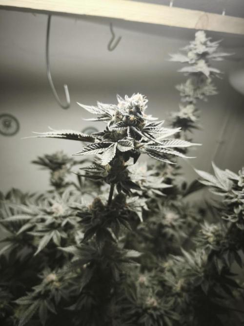 Gorilla, Punch Pie, Radical Juice. Week 18 - 12.02.2026
Plant #1
bloom day 54