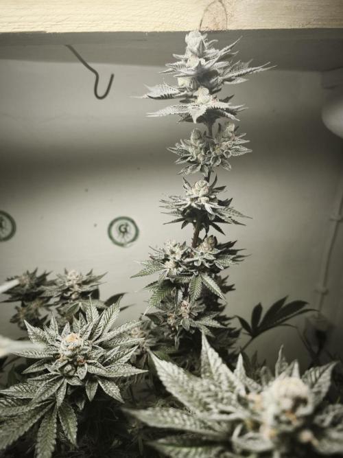 Gorilla, Punch Pie, Radical Juice. Week 18 - 12.02.2026
Plant #1
bloom day 54