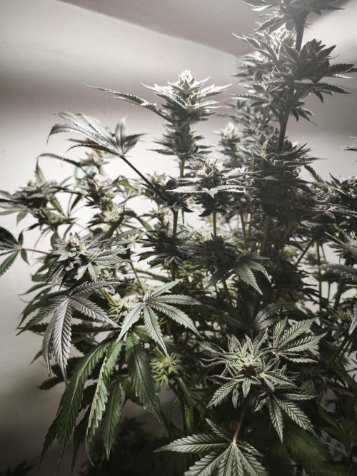 Gorilla, Punch Pie, Radical Juice. Week 18 - 12.02.2026
Plant #1
bloom day 54