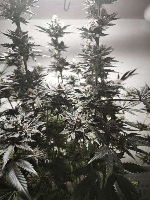 Gorilla, Punch Pie, Radical Juice. Week 18 - 12.02.2026
Plant #1
bloom day 54