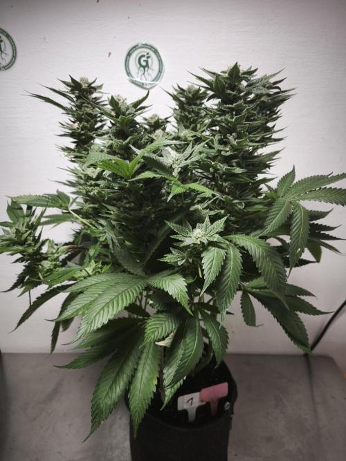 Gorilla, Punch Pie, Radical Juice. Week 17 - Punch Pie
bloom day 55
14.02.2026
