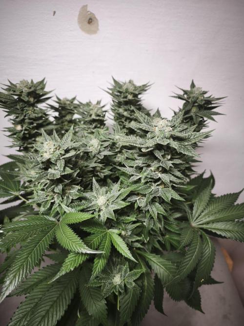 Gorilla, Punch Pie, Radical Juice. Week 17 - Punch Pie
bloom day 55
14.02.2026