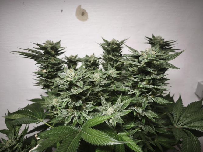 Gorilla, Punch Pie, Radical Juice. Week 17 - Punch Pie
bloom day 55
14.02.2026