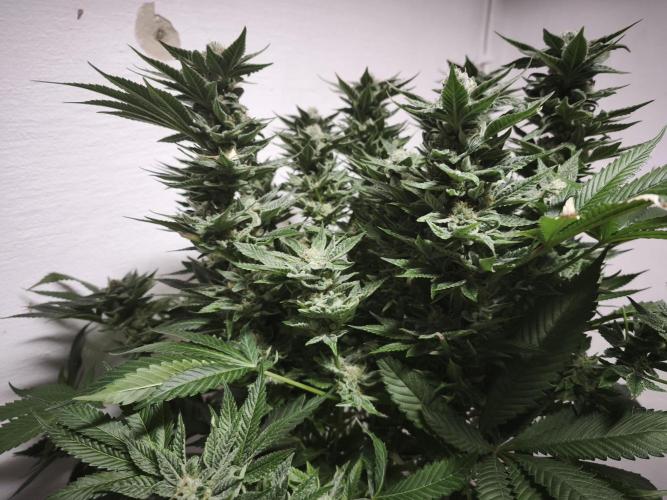 Gorilla, Punch Pie, Radical Juice. Week 17 - Punch Pie
bloom day 55
14.02.2026