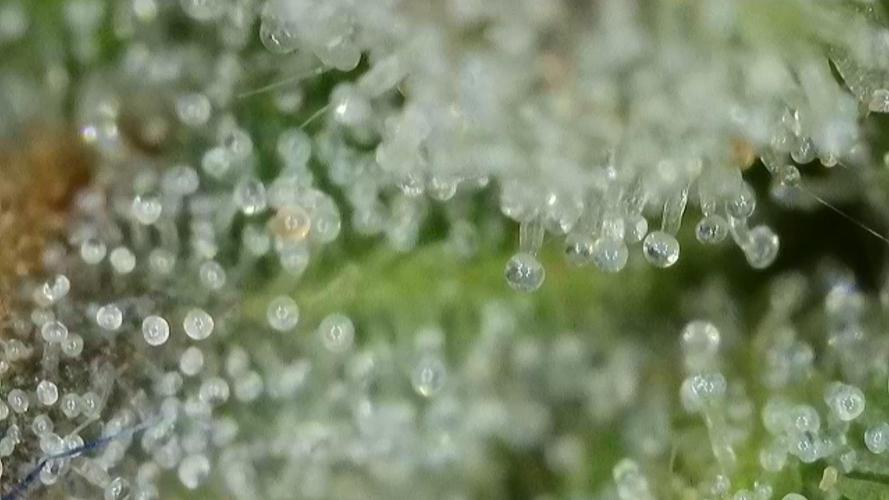 Gorilla, Punch Pie, Radical Juice. Week 17 - Punch Pie
bloom day 55
14.02.2026