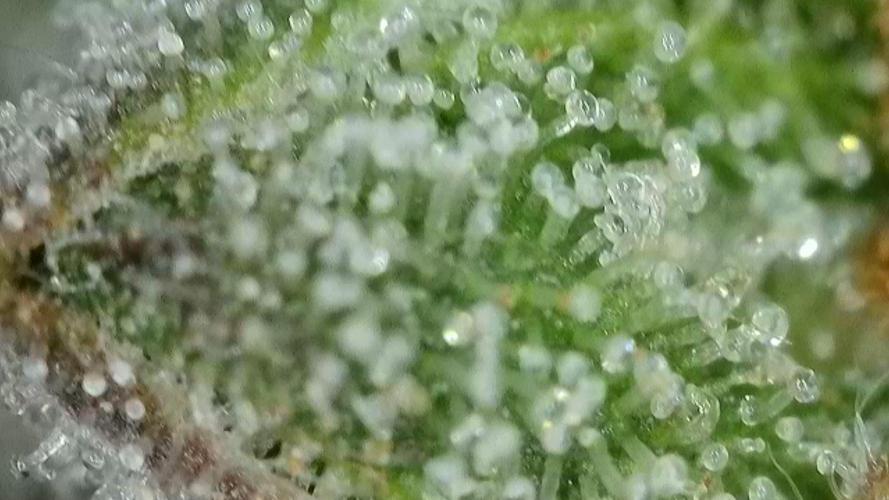 Gorilla, Punch Pie, Radical Juice. Week 17 - Punch Pie
bloom day 55
14.02.2026