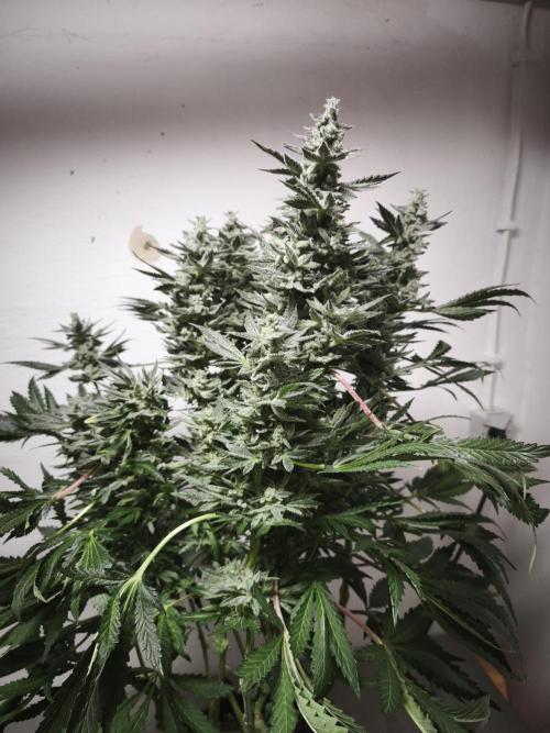 Gorilla, Punch Pie, Radical Juice. Week 17 - Gorilla 1
bloom day 55
14.02.2026