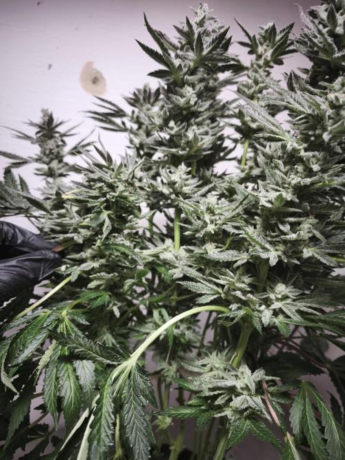 Gorilla, Punch Pie, Radical Juice. Week 17 - Gorilla 1
bloom day 55
14.02.2026