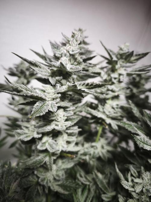 Gorilla, Punch Pie, Radical Juice. Week 17 - Gorilla 1
bloom day 55
14.02.2026