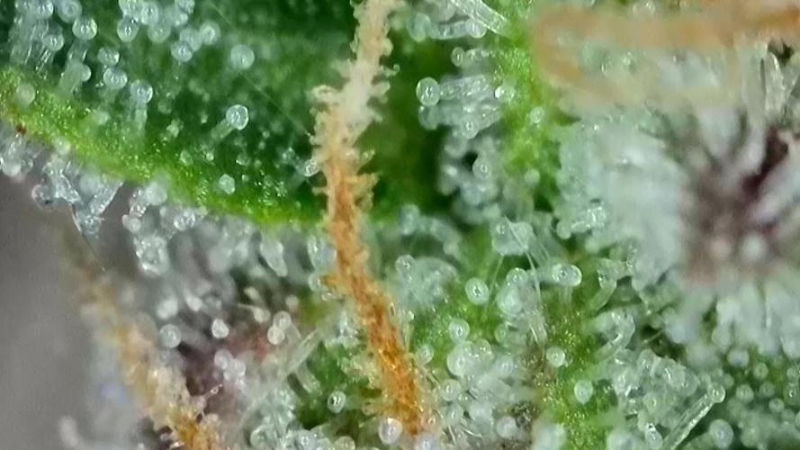 Gorilla, Punch Pie, Radical Juice