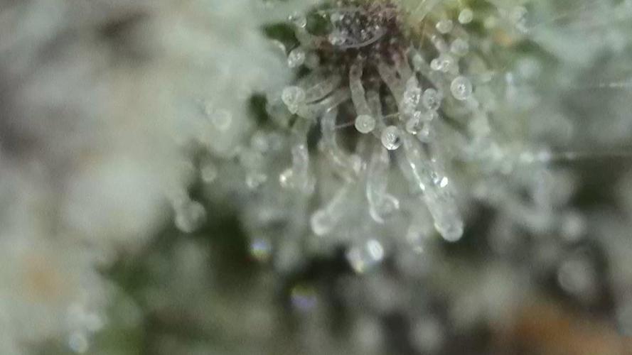 Gorilla, Punch Pie, Radical Juice. Week 17 - Gorilla 1
bloom day 55
14.02.2026