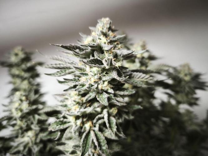 Gorilla, Punch Pie, Radical Juice. Week 17 - Gorilla 2
bloom day 55
14.02.2026