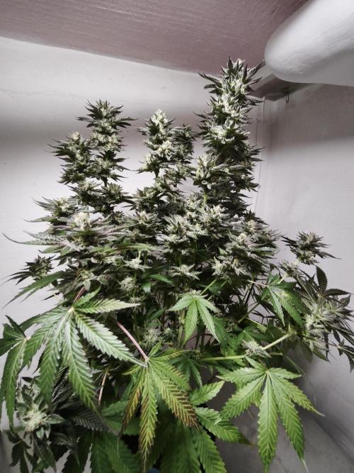 Gorilla, Punch Pie, Radical Juice. Week 17 - Gorilla 2
bloom day 55
14.02.2026