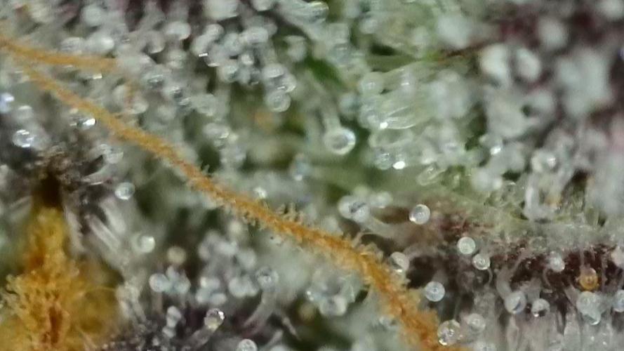 Gorilla, Punch Pie, Radical Juice. Week 17 - Gorilla 2
bloom day 55
14.02.2026