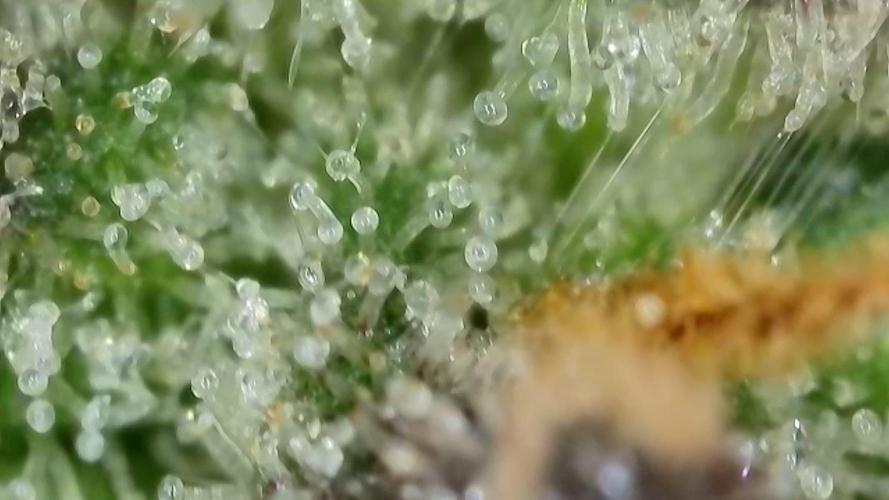 Gorilla, Punch Pie, Radical Juice. Week 17 - Gorilla 2
bloom day 55
14.02.2026