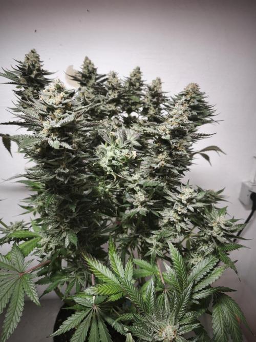 Gorilla, Punch Pie, Radical Juice. Week 17 - Gorilla 3
bloom day 55
14.02.2026