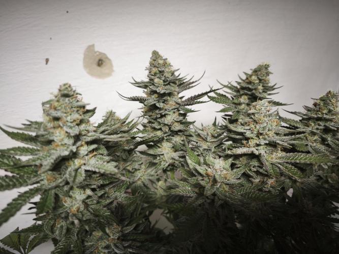 Gorilla, Punch Pie, Radical Juice. Week 17 - Gorilla 3
bloom day 55
14.02.2026