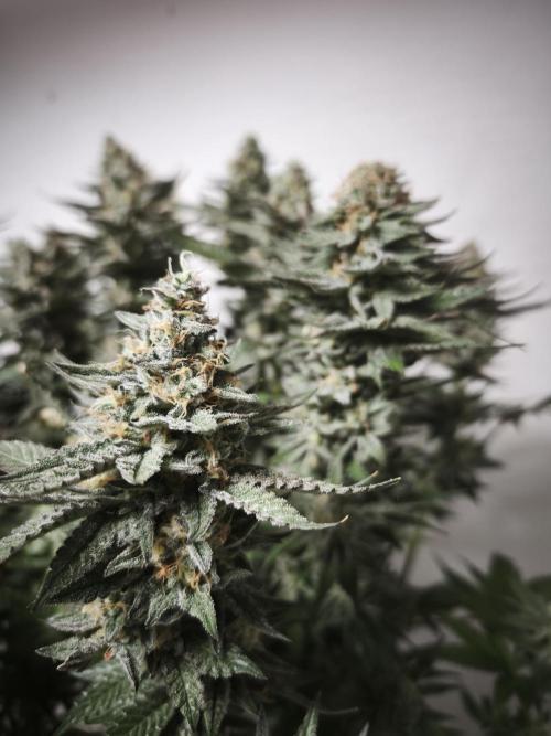 Gorilla, Punch Pie, Radical Juice. Week 17 - Gorilla 3
bloom day 55
14.02.2026