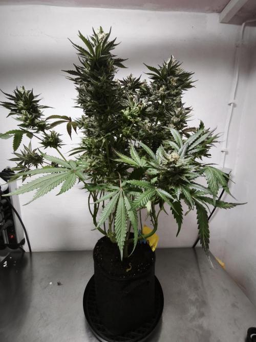 Gorilla, Punch Pie, Radical Juice. Week 17 - Gorilla 3
bloom day 55
14.02.2026