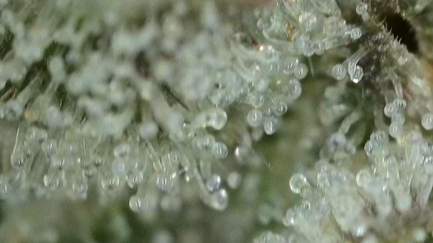 Gorilla, Punch Pie, Radical Juice. Week 17 - Gorilla 3
bloom day 55
14.02.2026