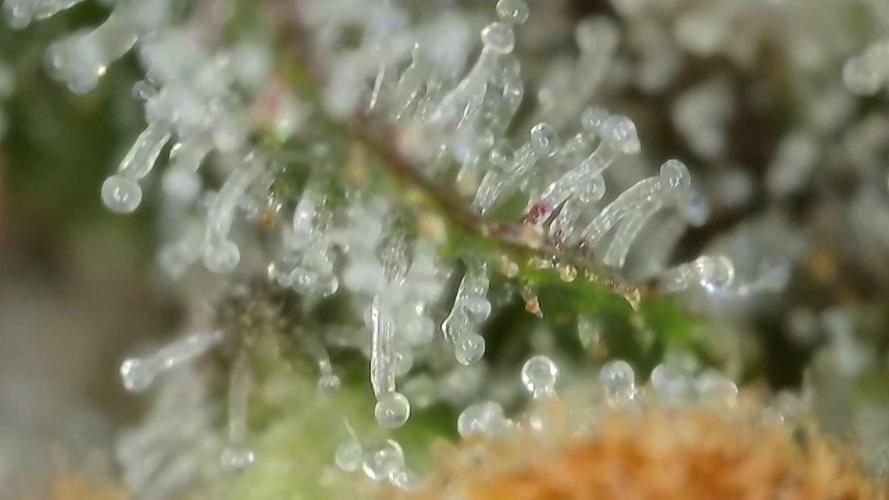 Gorilla, Punch Pie, Radical Juice. Week 17 - Gorilla 3
bloom day 55
14.02.2026