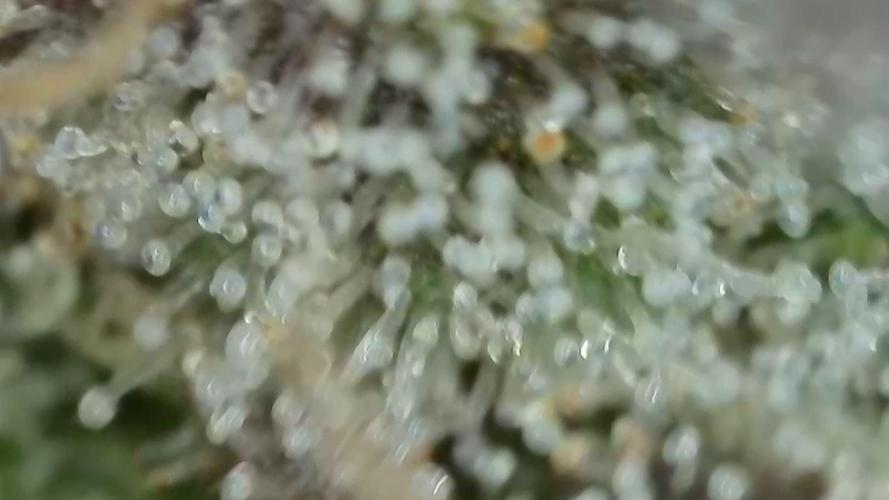 Gorilla, Punch Pie, Radical Juice. Week 17 - Gorilla 3
bloom day 55
14.02.2026