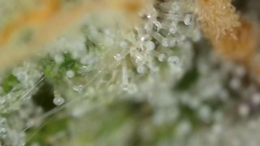 Gorilla, Punch Pie, Radical Juice. Week 17 - Gorilla 3
bloom day 55
14.02.2026