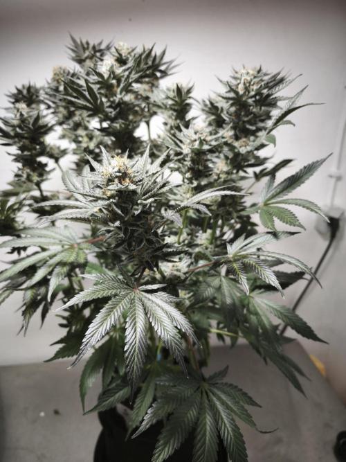 Gorilla, Punch Pie, Radical Juice. Week 17 - Gorilla 4
bloom day 55
14.02.2026