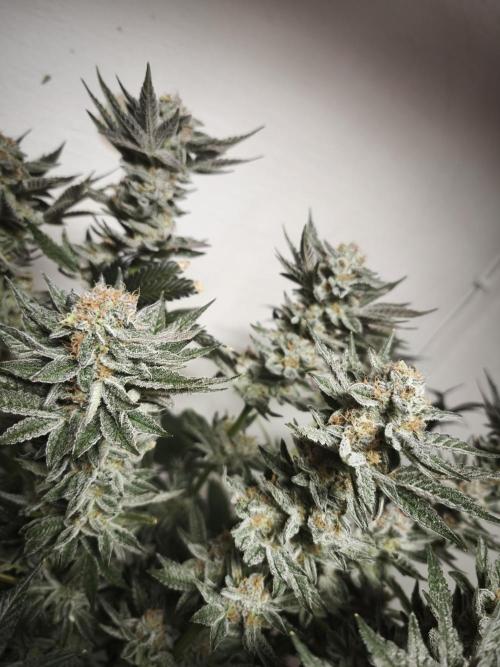 Gorilla, Punch Pie, Radical Juice. Week 17 - Gorilla 4
bloom day 55
14.02.2026