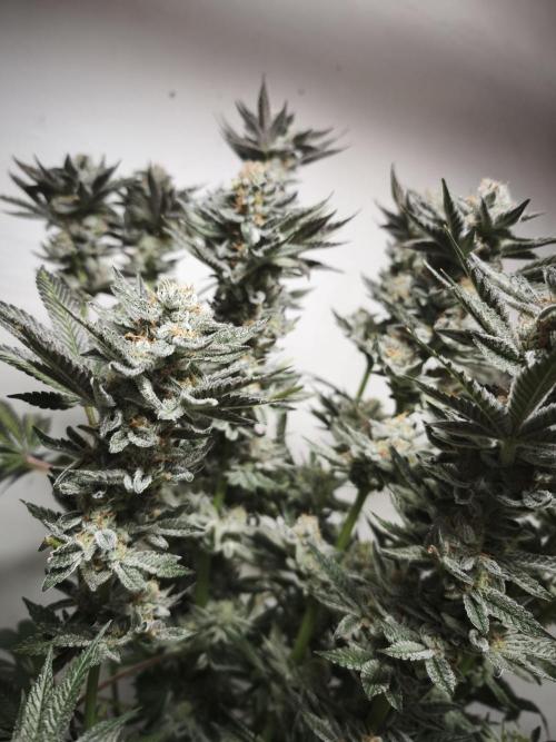 Gorilla, Punch Pie, Radical Juice. Week 17 - Gorilla 4
bloom day 55
14.02.2026