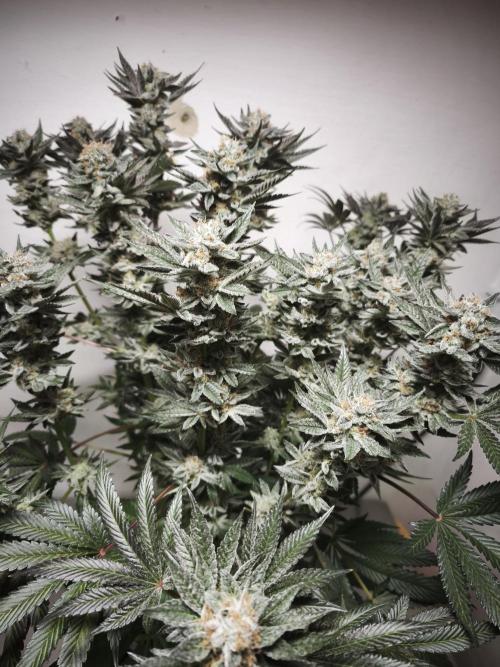 Gorilla, Punch Pie, Radical Juice. Week 17 - Gorilla 4
bloom day 55
14.02.2026