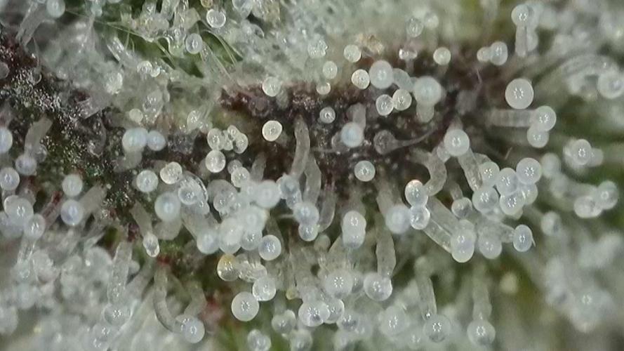 Gorilla, Punch Pie, Radical Juice. Week 17 - Gorilla 4
bloom day 55
14.02.2026