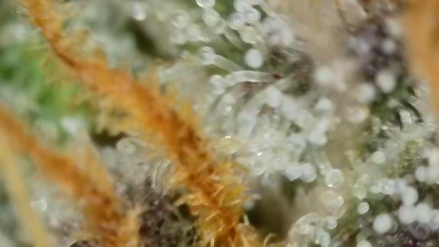 Gorilla, Punch Pie, Radical Juice. Week 17 - Gorilla 4
bloom day 55
14.02.2026