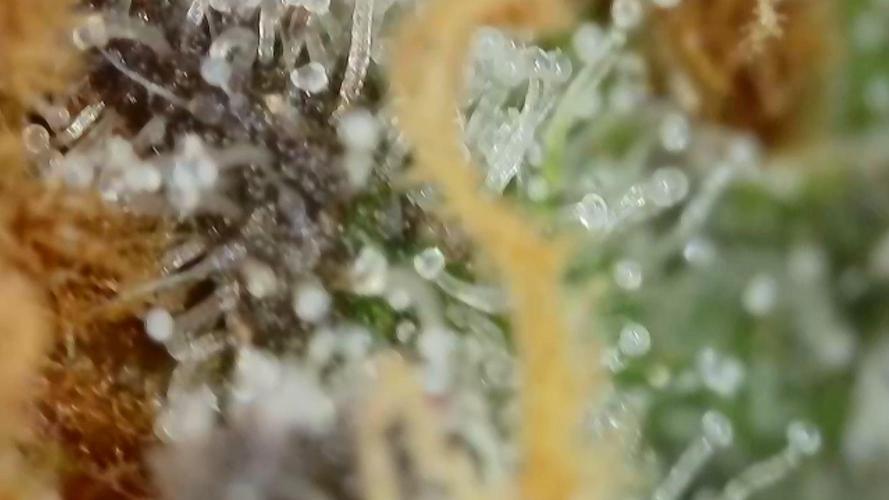 Gorilla, Punch Pie, Radical Juice. Week 17 - Gorilla 4
bloom day 55
14.02.2026