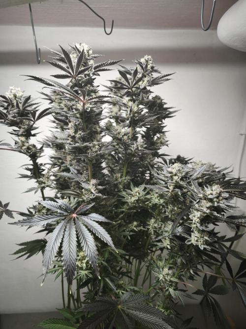 Gorilla, Punch Pie, Radical Juice. Week 17 - Gorilla 5
bloom day 55
14.02.2026