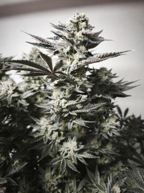 Gorilla, Punch Pie, Radical Juice. Week 17 - Gorilla 5
bloom day 55
14.02.2026