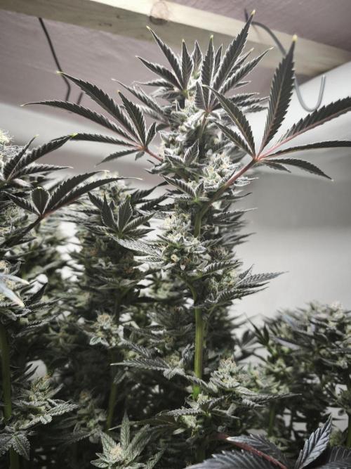 Gorilla, Punch Pie, Radical Juice. Week 17 - Gorilla 5
bloom day 55
14.02.2026