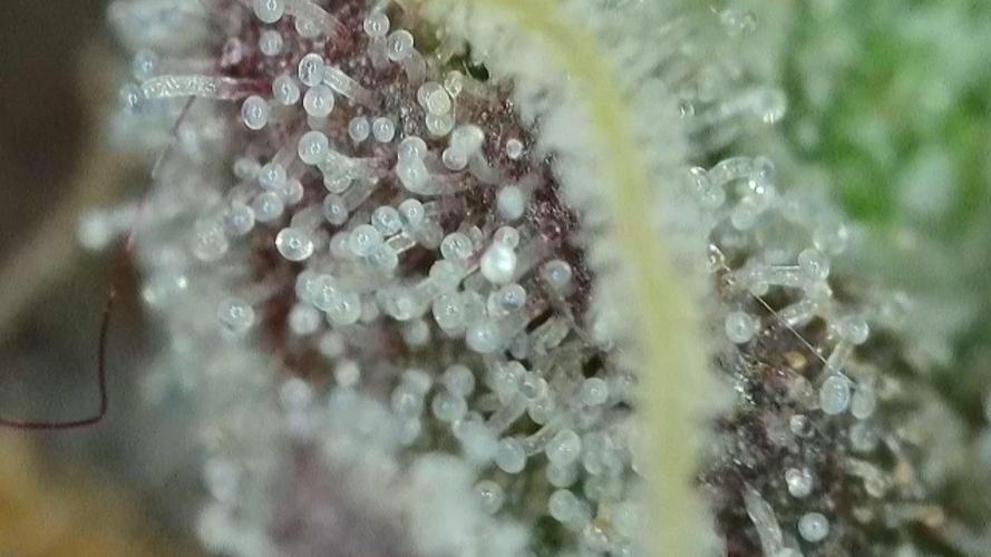 Gorilla, Punch Pie, Radical Juice. Week 17 - Gorilla 5
bloom day 55
14.02.2026