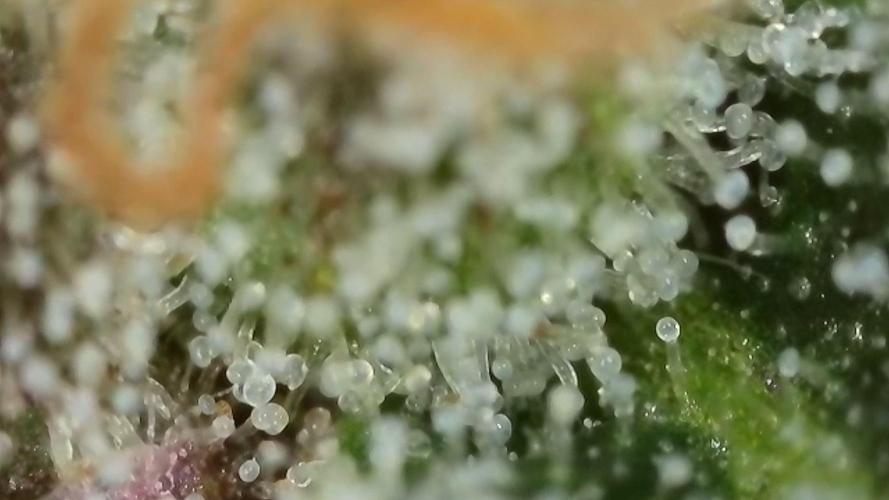 Gorilla, Punch Pie, Radical Juice. Week 17 - Gorilla 5
bloom day 55
14.02.2026