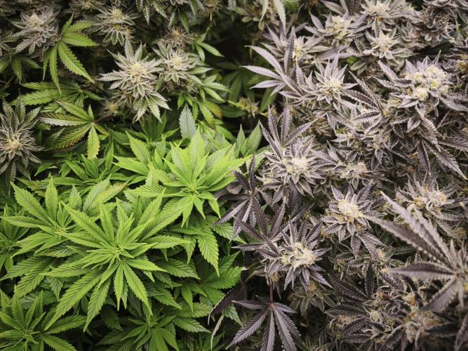 Gorilla, Punch Pie, Radical Juice. Week 18 - Start Bloom vs.
Finish Bloom