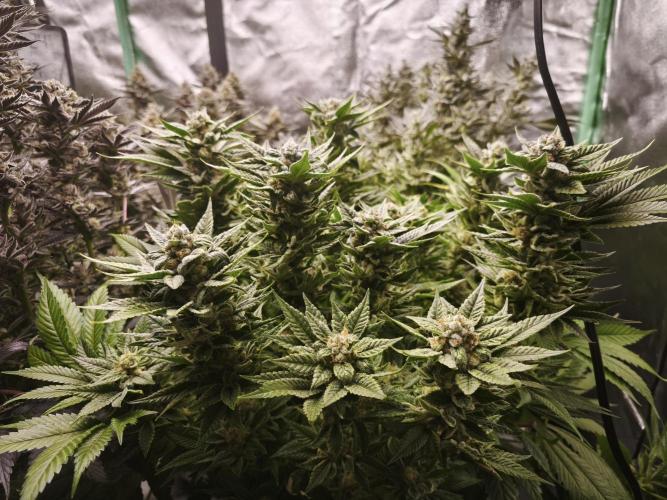 Gorilla, Punch Pie, Radical Juice. Week 18 - bloom day 61
20.2.26