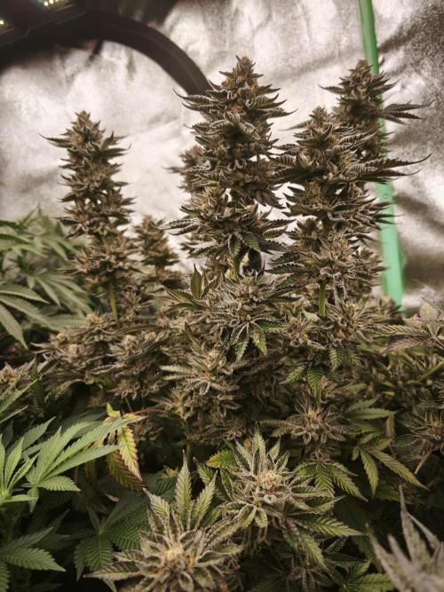 Gorilla, Punch Pie, Radical Juice. Week 18 - bloom day 61
20.2.26