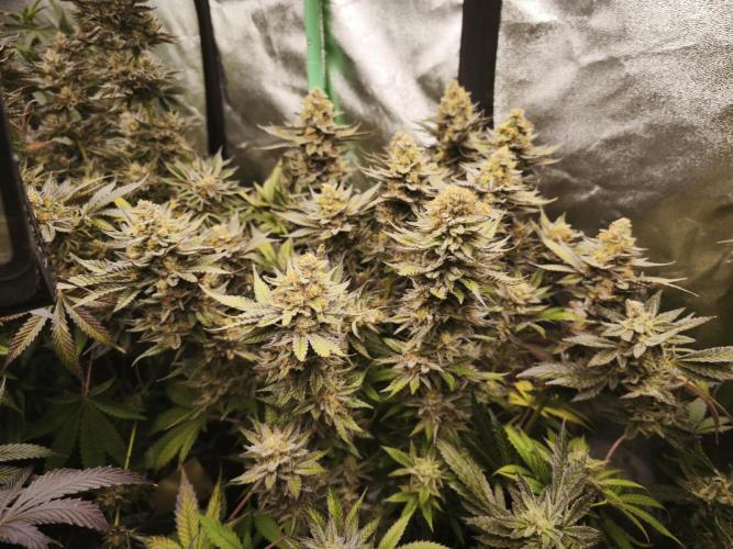 Gorilla, Punch Pie, Radical Juice. Week 18 - bloom day 61
20.2.26