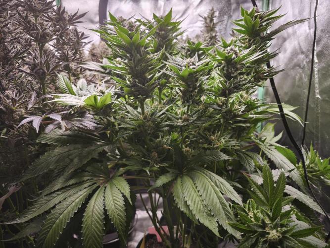 Gorilla, Punch Pie, Radical Juice. Week 18 - bloom day 61
20.2.26