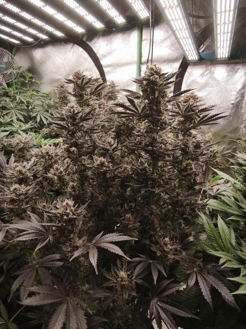 Gorilla, Punch Pie, Radical Juice. Week 18 - bloom day 61
20.2.26