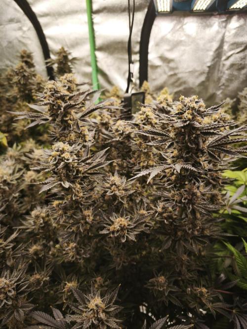 Gorilla, Punch Pie, Radical Juice. Week 18 - bloom day 61
20.2.26