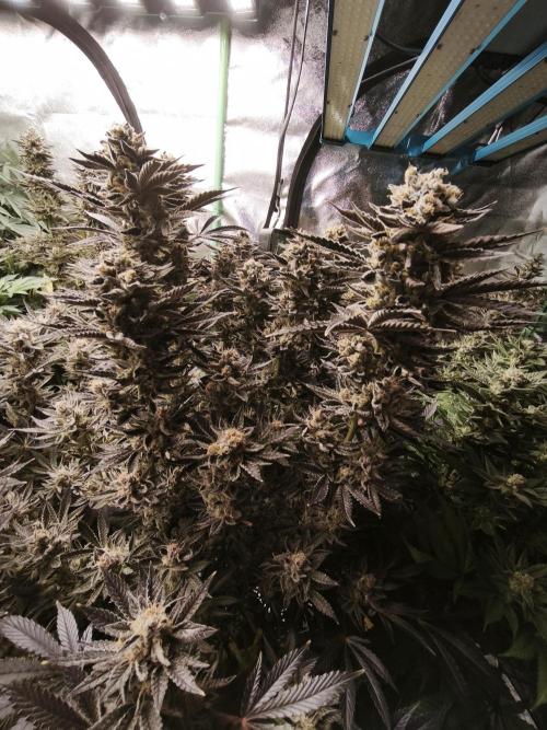 Gorilla, Punch Pie, Radical Juice. Week 18 - bloom day 61
20.2.26